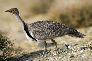 Outarde houbara. MChristine et Jean Champion