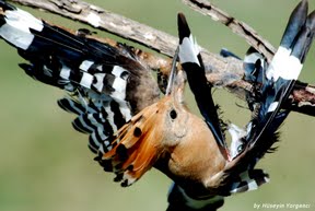 oiseau encollé