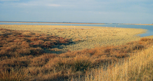 paysage_camarguePatrice_Lafont_LPO_PACA_300