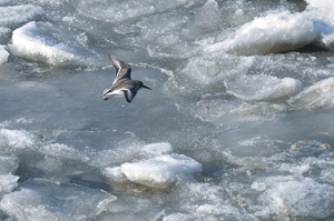 Becasseau Variable glace. Photo Cecile Rousse