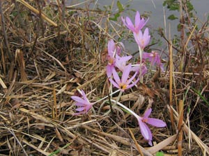 Colchicum autumnale