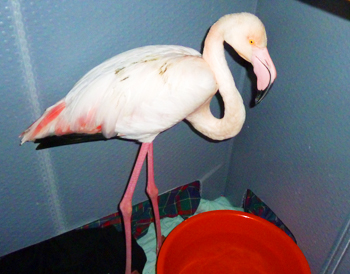 Flamants_roses_Photo_Maelle_Kermabon_300