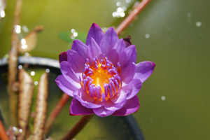 Fleur de nénuphar. Ludovic Sarrazin