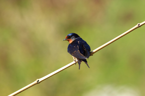 Hirondelle rustique Mickael Lefevre