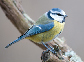 Mesange bleue Parus caeruleus JJ Carlier290