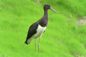 cigogne noire photos-Fabrice CROSET-LPO