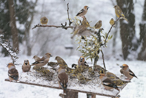 Chardonneret_et_Serins_sur_mangeoire_en_hiver_Fabrice_Cahez_LPO