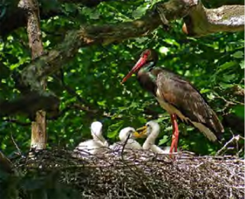 cigogne noire colloque