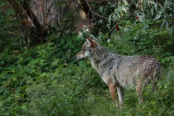 Loup gris ©  Manon Batista 