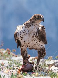 Aigle de Bonnelli - photo : Michel Terrasse 