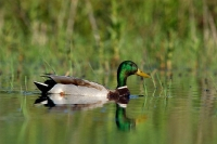 Canard colvert - crédit photo : Fabrice Cahez 