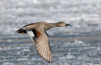 Canard chipeau crédit phot Nidal Issa