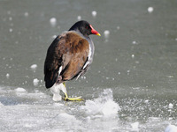 GalinulePouleDEau crédit RolandPellion