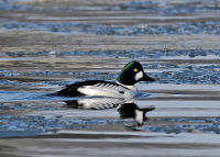 Garot à œil d'or (Bucephala clangula) - Crédit photo : Nidal Issa