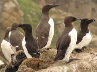 Guillemot De Troïl - Crédit photo : Gilles Bentz