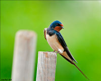 Hirondelle rustique -  crédit photo :  J.P.Leau