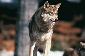 Loup - crédit photo : Maurice Chatelain