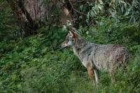 Loup gris - photo : Manon Batista 