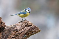 Mésange bleue Parus caeruleus - photo : Jean-Jacques Carlier 