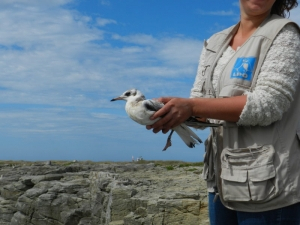 Mouette rieuse - crédit photo : Gilles Bentz