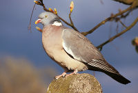 Pigeon Ramier ( Palombe) - crédit photo JL Le Moigne LPO 