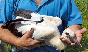 Pose de balise sur une Cigogne blanche - Crédit photo : LPO 