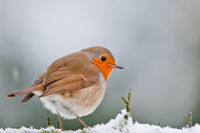 Rouge gorge familier Erythacus rubecula - crédit photo Jen-Jacques Carlier