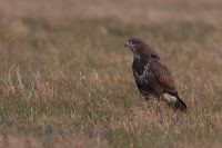 Buse variable - photo : Emile Barbelette 