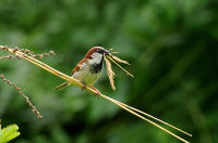Moineau domestique - crédit photo : Jean Bisetti