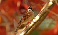 Moineau friquet Jean Bisetti200