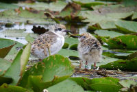 Poussins de guifettes moustacs bagués - photo : Laura Van Ingen