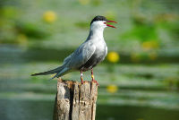 Guifette moustac - photo : Laura Van Ingen