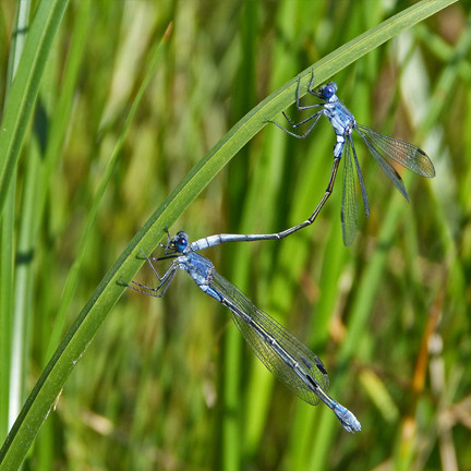 Accouplement de lestes à grands stigmas - Crédit photo : Philippe Delaporte