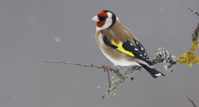 Chardonneret élégant (Carduelis carduelis) - Crédit photo : Fabrice Cahez / LPO