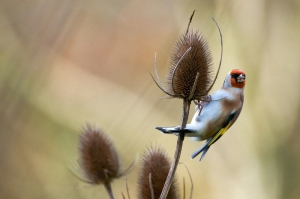 Chardonneret élegant (Carduelis carduelis) - crédit photo : Jean-Jacques Carlier