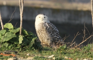 Harfang des neiges (Bubo scandiacus) - Crédit photo : François Blanchard