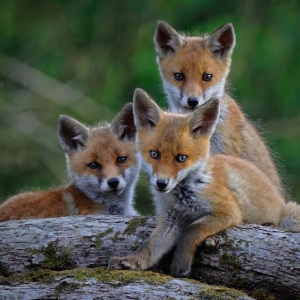 Renard roux (Vulpes vulpes) - crédit photo : Fabrice Cahez