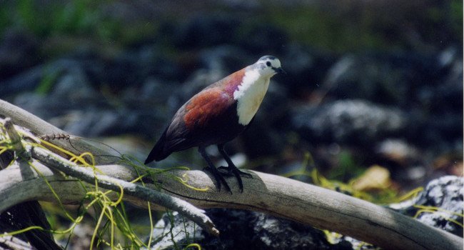 Gallicolombe érythroptère (Gallicolumba erythroptera) - Crédit photo : C. Blanvillain /Société d'Ornithologie de Polynésie « Manu »