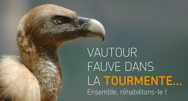 Vautour fauve (Gyps fulvus) - Crédit photo : Raphaël Néouze