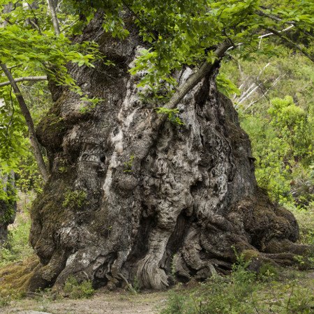 Châtaignier (Castanea sativa) - Crédit photo : Hellio & Van Ingen / Terre Sauvage