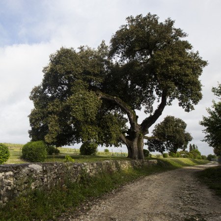 Chêne de François Ier (Quercus ilex) - Crédit photo : Hellio & Van Ingen / Terre Sauvage