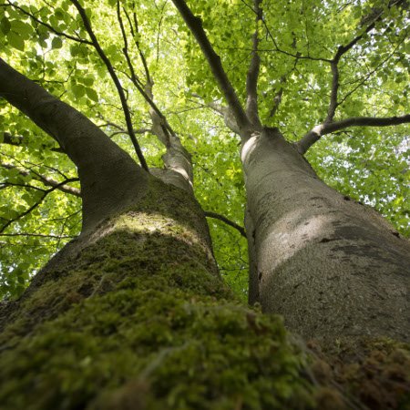 Hêtre (Fagus sylvatica) - Crédit photo : Hellio & Van Ingen / Terre Sauvage