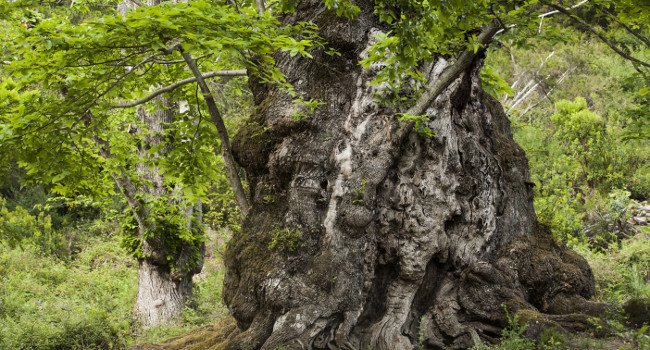 Châtaignier « l’arbre à pain » de Pianello, représentant la Corse, « Prix du jury 2014 »