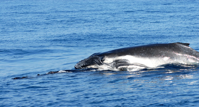 Baleine à bosse (Megaptera novaeangliae) - Crédit photo : Philippe de Grissac