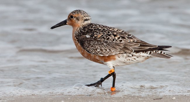 Bécasseau maubèche nord-américain (calidris canutus rufa) - Crédit photo : Jan van de Kam /NL