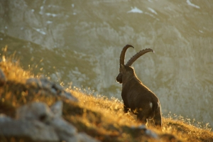 Bouquetin (Capra ibex) - crédit photo : Félix Bazinet