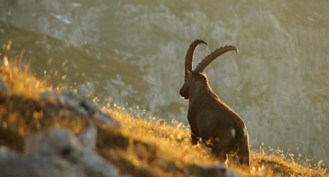 Bouquetin (Capra ibex) - Crédit photo : Félix Bazinet