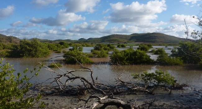 Étang des Salines - Crédit photo : N. Boulard / Conservatoire du Littoral