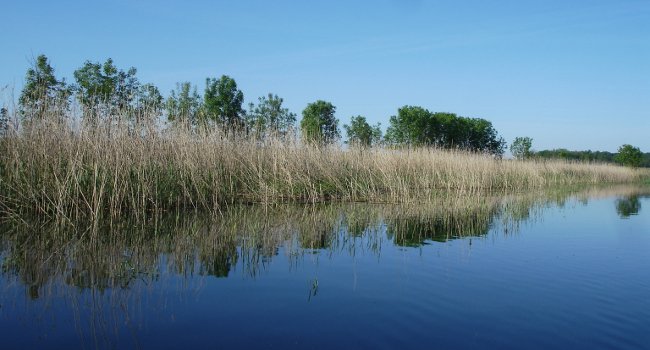 Étang du Lindre, Zone Humide - Crédit photo : CG57