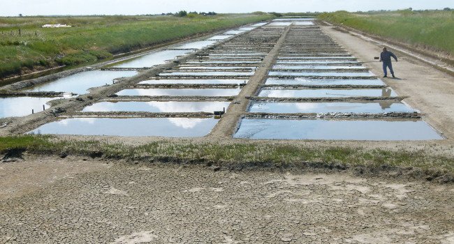 Marais salants du Fier d’Ars - Crédit photo : P. Sabarthez